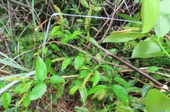 Sclerocroton integerrimus