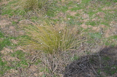Stipa lessingiana