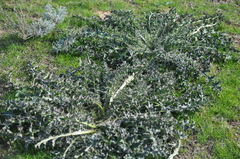 Carduus uncinatus