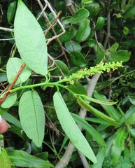 Sclerocroton integerrimus