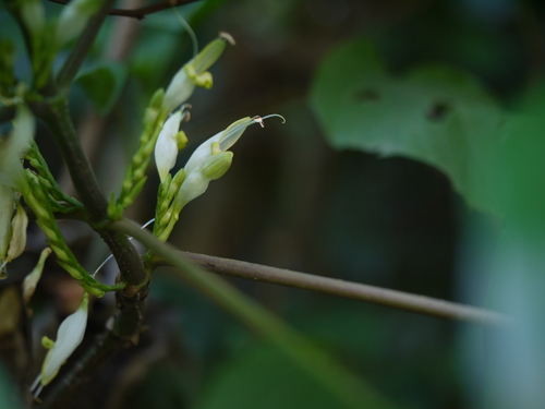 Gymnostachyum latifolium (Dalzell) T.Anderson
