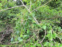 Sclerocroton integerrimus
