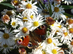 Aglais io