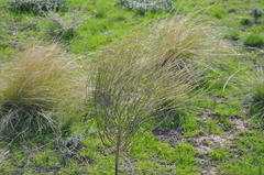 Thymelaea passerina