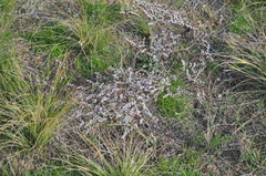 Goniolimon tataricum