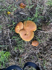 Fungi
