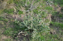 Atriplex