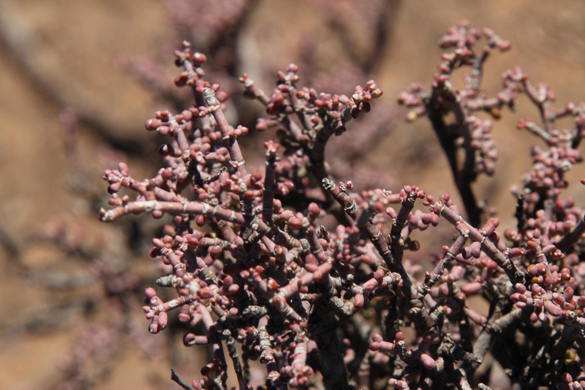 Zygophyllum