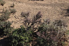 Zygophyllum turbinatum