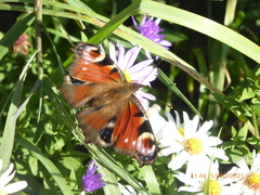 Aglais io