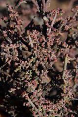 Zygophyllum turbinatum