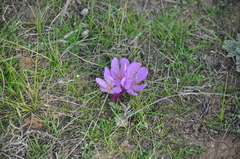 Colchicum laetum
