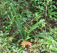 Clivia miniata miniata