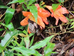 Clivia miniata miniata