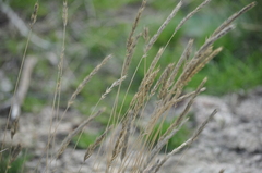 Agropyron desertorum