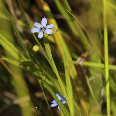 Sisyrinchium mucronatum
