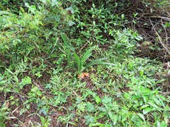 Clivia miniata miniata