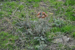 Bassia prostrata