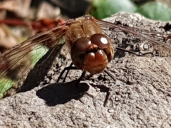 Sympetrum striolatum