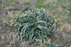 Onosma