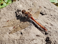 Sympetrum striolatum