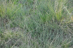 Ephedra distachya