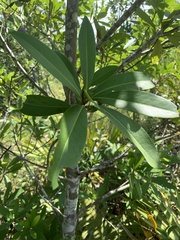 Gordonia lasianthus