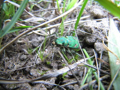 Cicindela ohlone