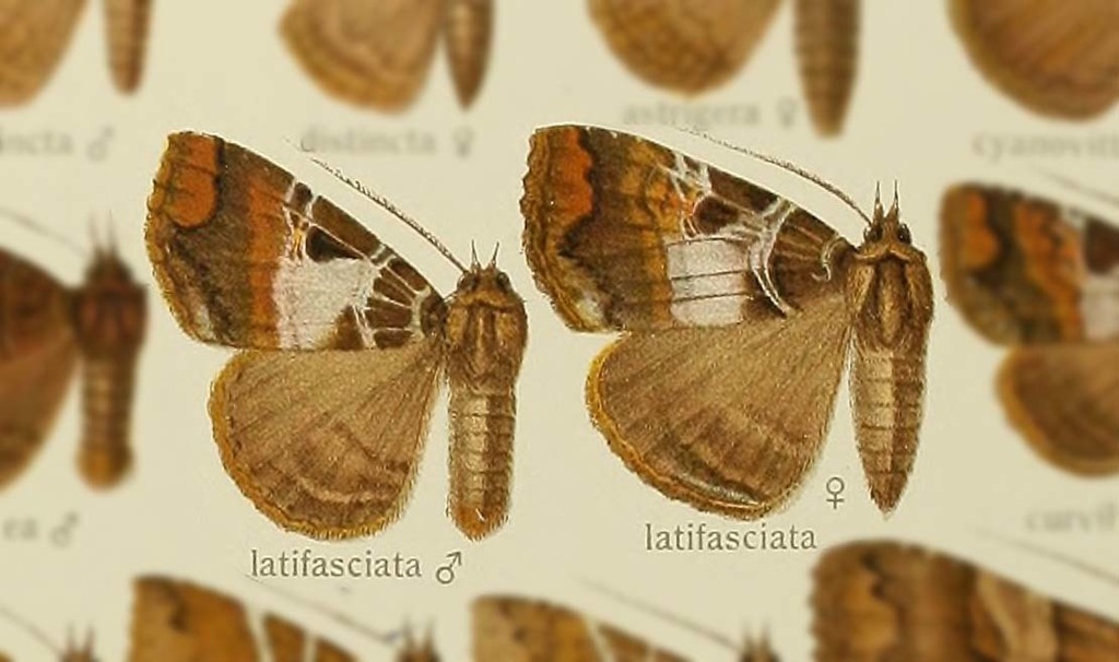 Sypnoides latifasciata