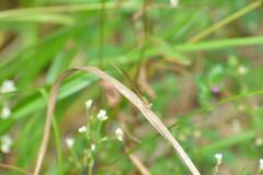 Ceriagrion azureum
