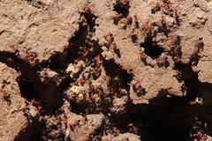 Crematogaster melanogaster