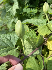 Ipomoea macrorhiza