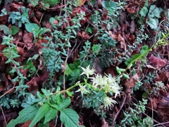 Sedum calcicola