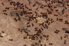 Crematogaster melanogaster