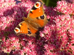 Aglais io