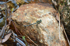 Heliogomphus retroflexus