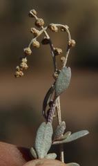 Atriplex vestita