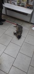Felis catus