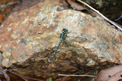 Heliogomphus retroflexus