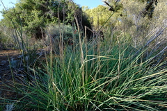 Kniphofia sarmentosa