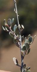Atriplex vestita