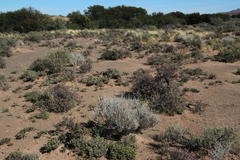 Atriplex vestita