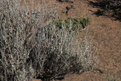 Atriplex vestita