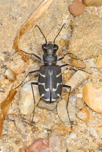 Oblique-lined Tiger Beetle photo 6