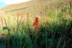 Kniphofia sarmentosa