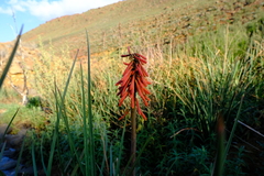 Kniphofia sarmentosa