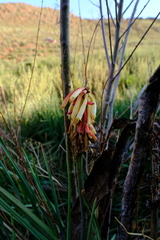 Kniphofia sarmentosa