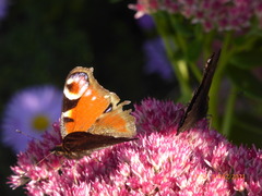 Aglais io