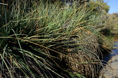 Kniphofia sarmentosa