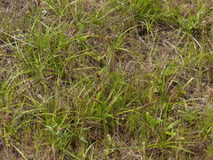 Carex pansa